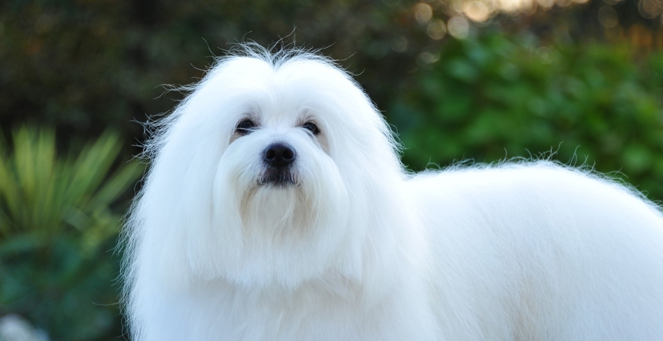 forværres skal Ynkelig Coton De Tulear - Bomuldshund :: ibenshundehus